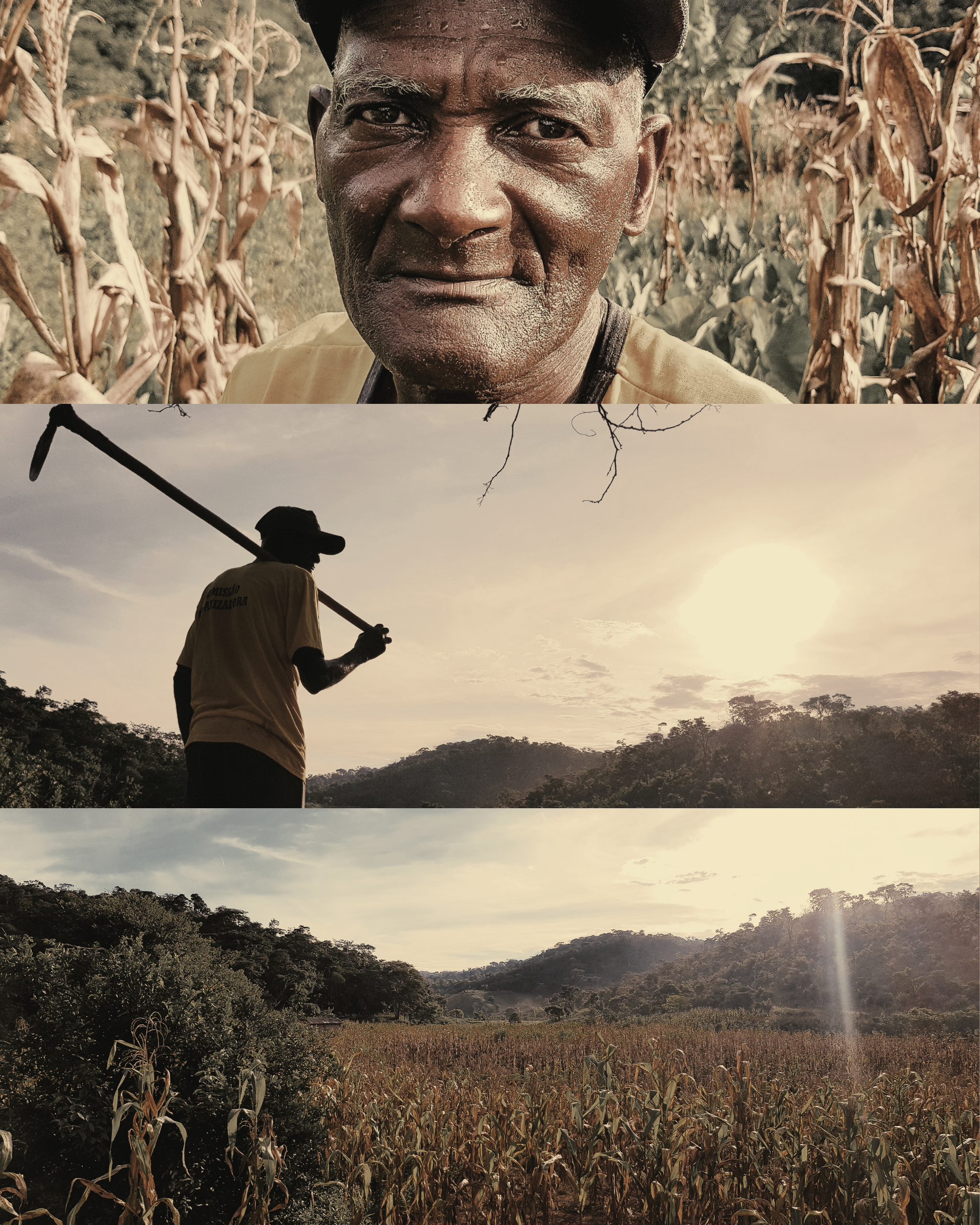 Portrait and landscape of an elderly farmer working at sunrise in a Brazilian cornfield.